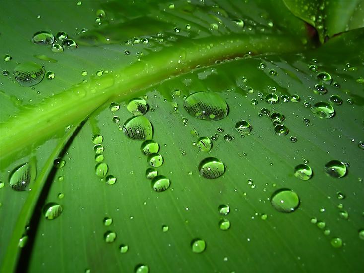 Tapety - PC - Water_In_The_Leaf_1600.jpg