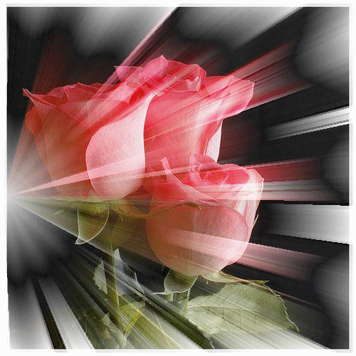 Kwiaty - Róże - róze.gif