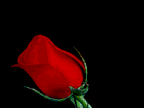  Róża - 2091.gif