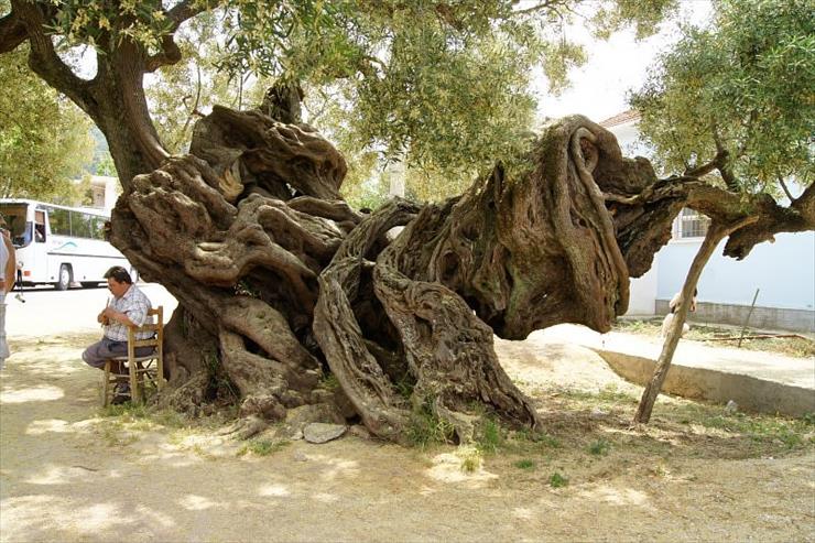 Cuda natury - najstarsze-drzewo-oliwne-na.jpg