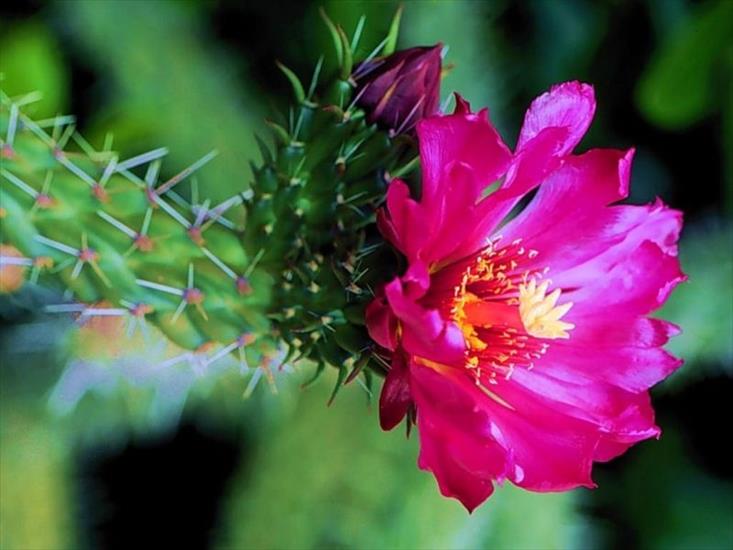 Kwitnące kaktusy - kaktusy-0696.JPG