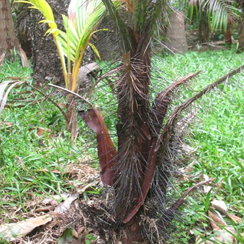 rubra - Acanthophoenix rubra ,palmiste-rouge.jpg