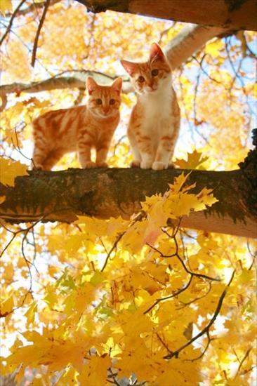 3.Jesienna - 123527-Autumn-Kitty.jpg